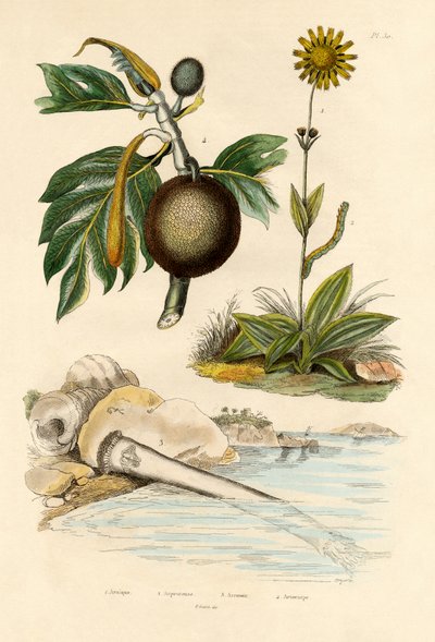 Árnika, 1833-39 alkotó: French School